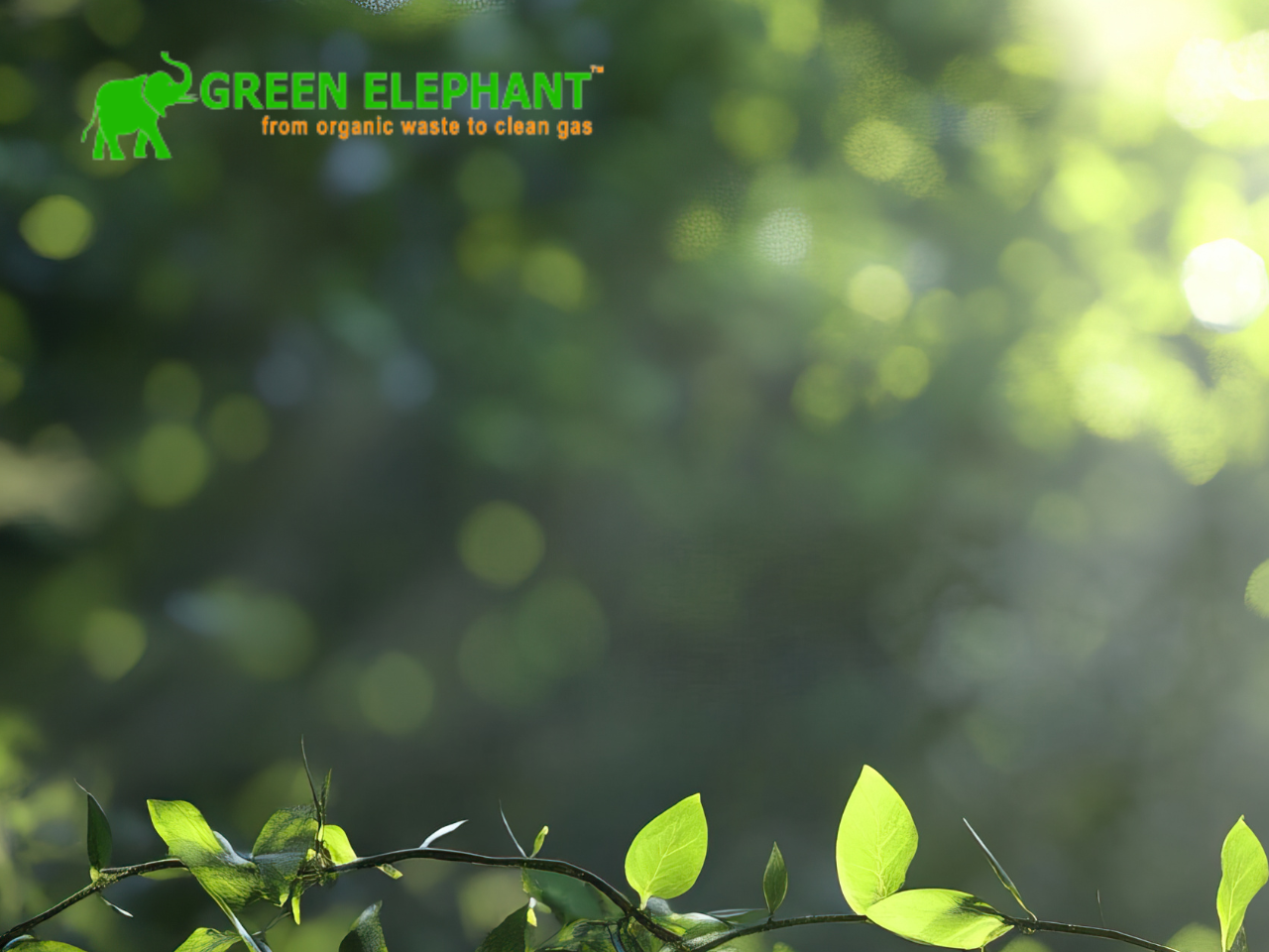 Green Elephant Conducts Plantation Drive at Satara Project